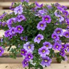 Mini Calibrchoa Million Bells Annual Flower Bonsai Vary Colors 100 PCS Seeds Mini Calibrchoa Million Bells Annual Flower Bonsai Vary Colors 100 PCS Seeds