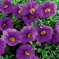 Mini Calibrchoa Million Bells Annual Flower Bonsai Vary Colors 100 PCS Seeds