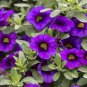 Mini Calibrchoa Million Bells Annual Flower Bonsai Vary Colors 100 PCS Seeds