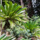 MiNI Blue Sago Cycas Bonsai Revolute Plant 10 PCS Seeds MiNI Blue Sago Cycas Bonsai Revolute Plant 10 PCS Seeds