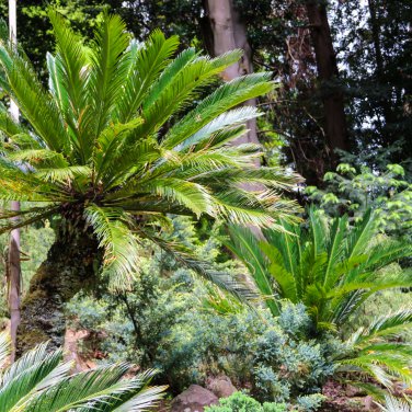 MiNI Blue Sago Cycas Bonsai Revolute Plant 10 PCS Seeds