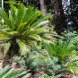 MiNI Blue Sago Cycas Bonsai Revolute Plant 10 PCS Seeds