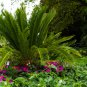 MiNI Blue Sago Cycas Bonsai Revolute Plant 10 PCS Seeds