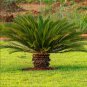 MiNI Blue Sago Cycas Bonsai Revolute Plant 10 PCS Seeds