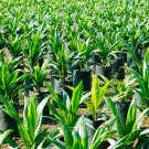 Fabrics Garden Nursery Pots Seedling-Raising Bags 1 PCS Seeds