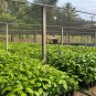 Fabrics Garden Nursery Pots Seedling-Raising Bags 1 PCS Seeds