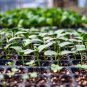 Fabrics Garden Nursery Pots Seedling-Raising Bags 1 PCS Seeds