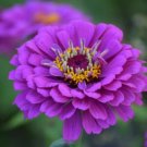 Zinnia Pretty Pastel Mixed Flower Perennial Spring Flowering 100 PCS Seeds