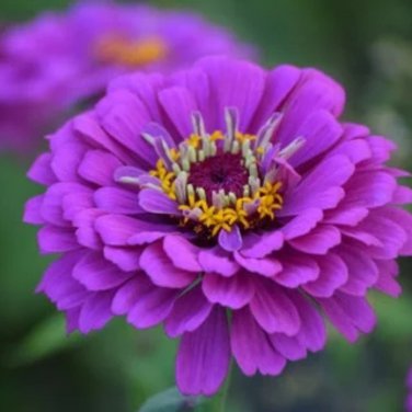 Zinnia Pretty Pastel Mixed Flower Perennial Spring Flowering 100 PCS Seeds