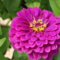 Zinnia Pretty Pastel Mixed Flower Perennial Spring Flowering 100 PCS Seeds