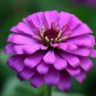 Zinnia Pretty Pastel Mixed Flower Perennial Spring Flowering 100 PCS Seeds