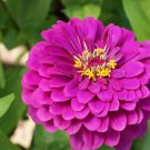 Exotic Zinnia Pretty Pastel Mixed Flower Perennial Spring 100 PCS Seeds
