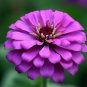 Exotic Zinnia Pretty Pastel Mixed Flower Perennial Spring 100 PCS Seeds