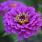 Exotic Zinnia Pretty Pastel Mixed Flower Perennial Spring 100 PCS Seeds