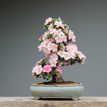Mini Bonsai Sakura Flower Whitish Light Pink Flowers 10 PCS Seeds