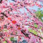 Mini Bonsai Sakura Flower Whitish Light Pink Flowers 10 PCS Seeds
