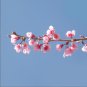 Mini Bonsai Sakura Flower Whitish Light Pink Flowers 10 PCS Seeds