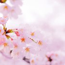 Mini Bonsai Sakura Flower Water Pink Flowers 10 PCS Seeds Mini Bonsai Sakura Flower Water Pink Flowers 10 PCS Seeds