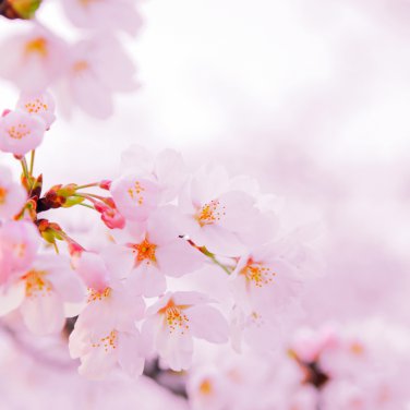 Mini Bonsai Sakura Flower Water Pink Flowers 10 PCS Seeds