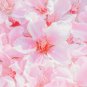 Mini Bonsai Sakura Flower Water Pink Flowers 10 PCS Seeds