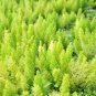 Garden Foxtail Fern Bonsai Green Color 100 PCS Seeds