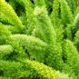 Garden Foxtail Fern Bonsai Green Color 100 PCS Seeds