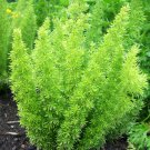 Garden Foxtail Fern 100 PCS Seeds Garden Foxtail Fern 100 PCS Seeds