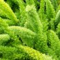 Garden Foxtail Fern 100 PCS Seeds