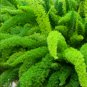 Garden Foxtail Fern 100 PCS Seeds