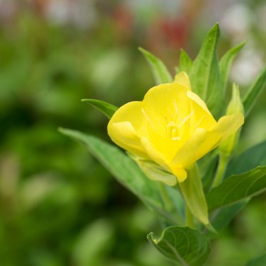 Garden Evening Primrose Mixed Yellow Pink Flowers 100 PCS Seeds