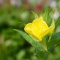 Garden Evening Primrose Mixed Yellow Pink Flowers 100 PCS Seeds