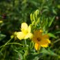 Garden Evening Primrose Mixed Yellow Pink Flowers 100 PCS Seeds