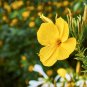 Garden Evening Primrose Mixed Yellow Pink Flowers 100 PCS Seeds