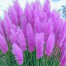 Mixed Yellow Purple Pampas Grass 100 PCS Seeds