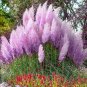 Mixed Yellow Purple Pampas Grass 100 PCS Seeds