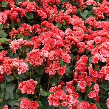 Exotic Rieger Begonia Flowers Mixed Flowers 50 PCS Seeds