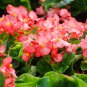 Exotic Rieger Begonia Flowers Mixed Flowers 50 PCS Seeds