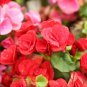 Exotic Rieger Begonia Flowers Mixed Flowers 50 PCS Seeds