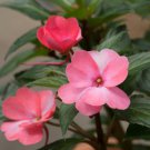 Garden Dwarf Balsam Pretty Double Impatiens Flower Novelty Bonsai 100 PCS Seeds Garden Dwarf Balsam Pretty Double Impatiens Flower Novelty Bonsai 100 PCS Seeds