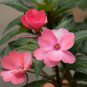 Garden Dwarf Balsam Pretty Double Impatiens Flower Novelty Bonsai 100 PCS Seeds