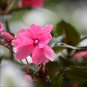Garden Dwarf Balsam Pretty Double Impatiens Flower Novelty Bonsai 100 PCS Seeds