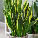 Garden Bonsai Sansevieria 400 PCS Seeds Garden Bonsai Sansevieria 400 PCS Seeds