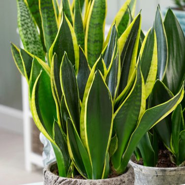Garden Bonsai Sansevieria 400 PCS Seeds