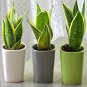 Garden Bonsai Sansevieria 400 PCS Seeds