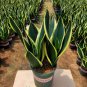 Garden Bonsai Sansevieria 400 PCS Seeds