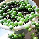 Gardem Beads Senecio Rowleyanus Pearl Chlorophytum Succulent 100 PCS Seeds