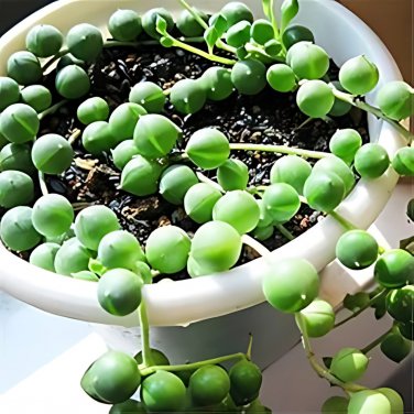 Gardem Beads Senecio Rowleyanus Pearl Chlorophytum Succulent 100 PCS Seeds