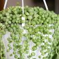 Gardem Beads Senecio Rowleyanus Pearl Chlorophytum Succulent 100 PCS Seeds