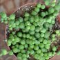 Gardem Beads Senecio Rowleyanus Pearl Chlorophytum Succulent 100 PCS Seeds
