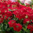 Garden Plant Semi Trailing Verbena Bonsai 100 PCS Seeds